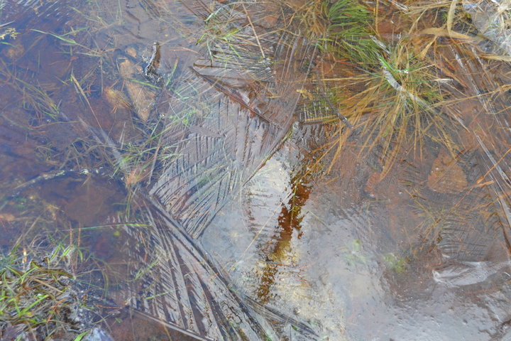DSC_0078.JPG