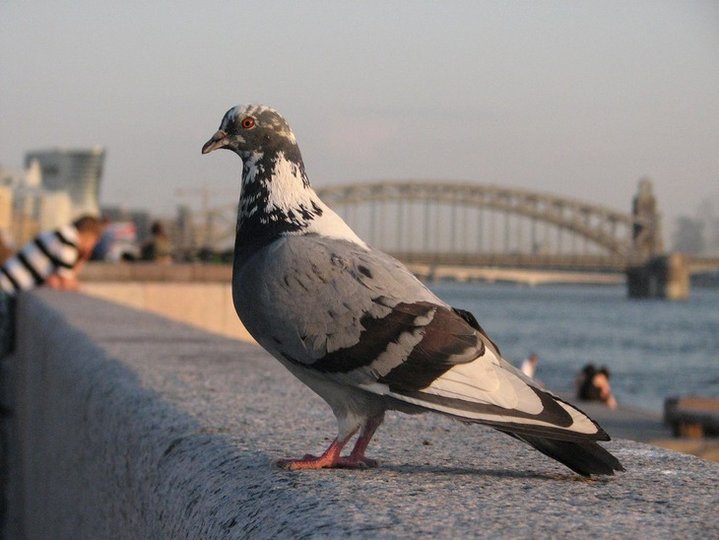 49446_1.jpg
