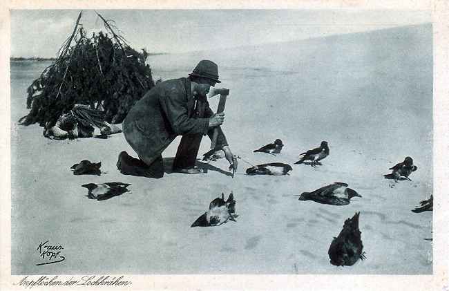 вороны2.jpg