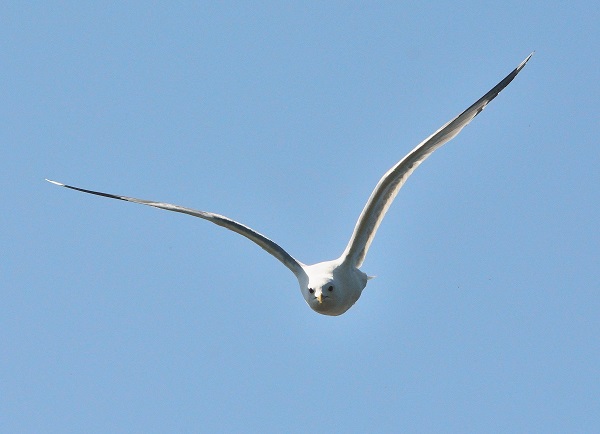 DSC_3462.JPG