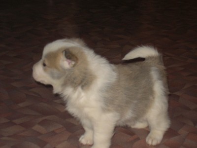 SANY0208.JPG