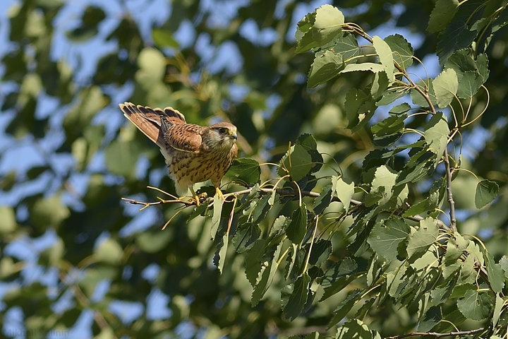 DSC_3392.jpg