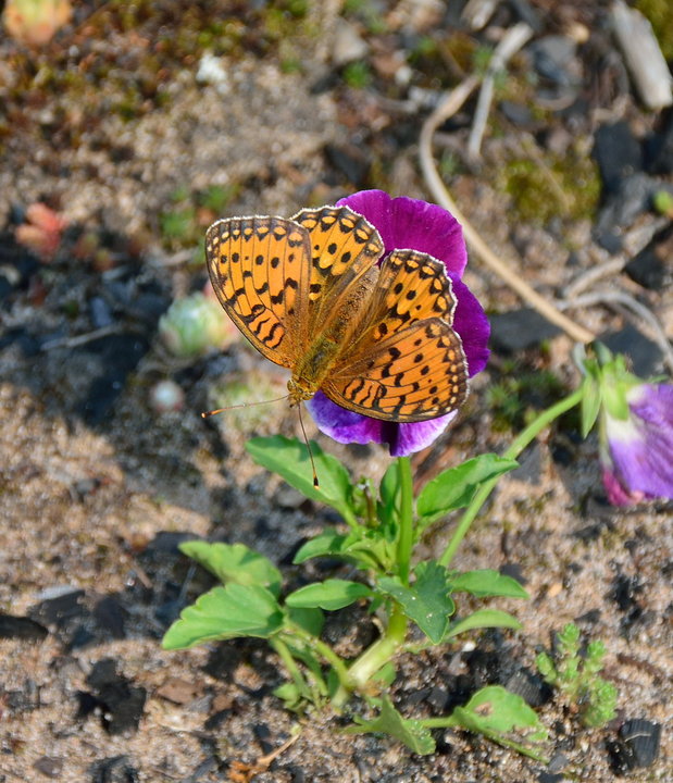 DSC_3652.jpg