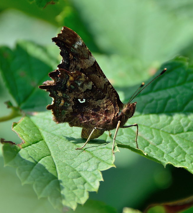 DSC_3675.jpg
