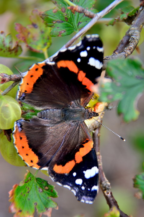 DSC_3738.jpg