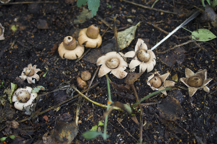 A0007707.jpg (339.75 КБ) 4991 просмотр Звездовики