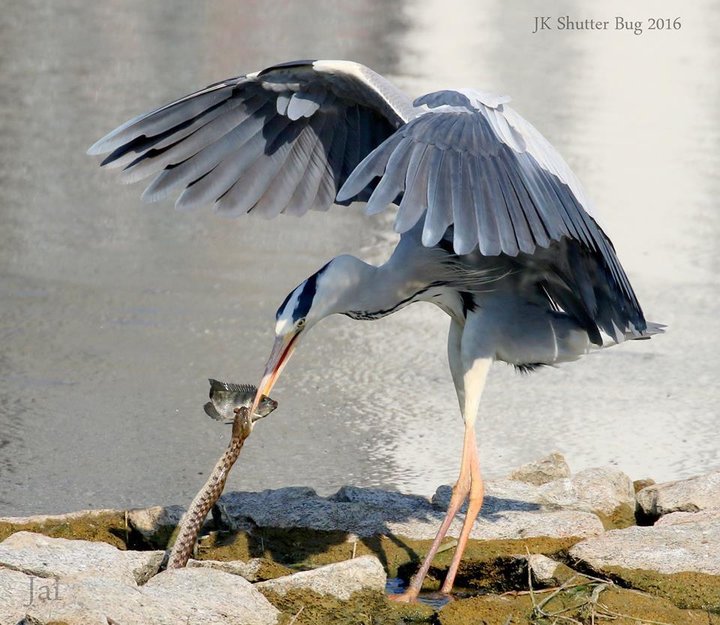 0_1e17de_7f25a557_orig.jpg (111.49 КБ) 4083 просмотра 0_1e17de_7f25a557_orig.jpg