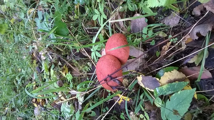 WP_20160909_13_00_09_Pro.jpg