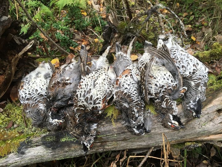 Итог охоты.jpg (526.63 КБ) 3218 просмотров Итог охоты