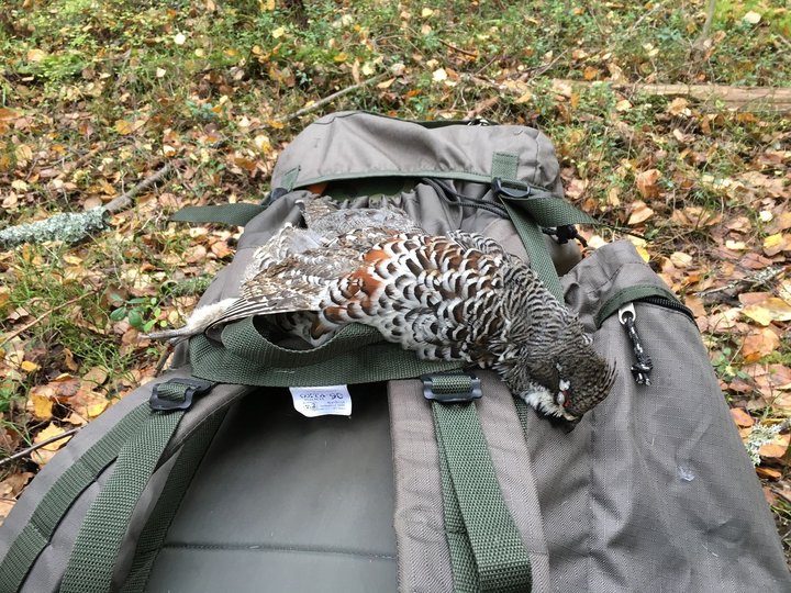 Охотник перехитрил.jpg (480.22 КБ) 3049 просмотров Охотник перехитрил