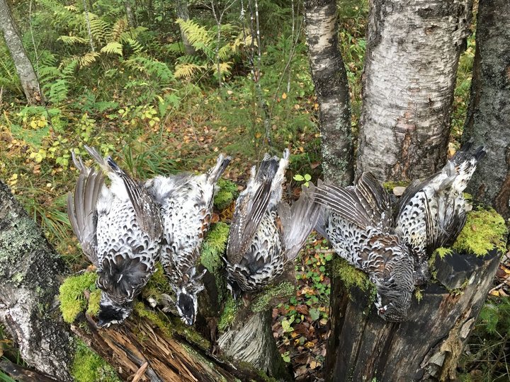 Петушки всегда любопытнее.jpg (584.81 КБ) 3049 просмотров Петушки у рябчиков всегда любопытнее.