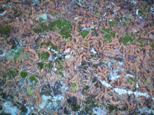 100_0012.jpg