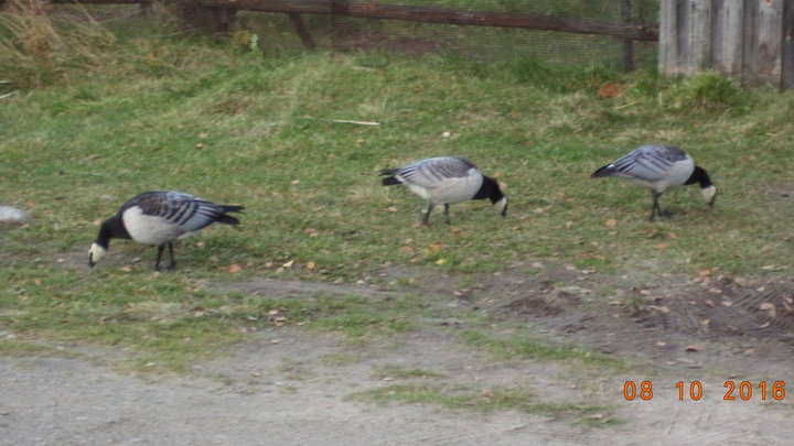 DSC01764.JPG