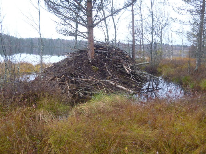 P1010707.JPG