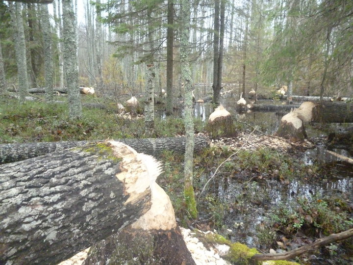 P1010702.JPG