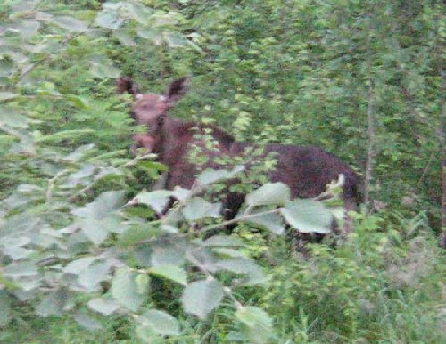 IMG_1605.jpg