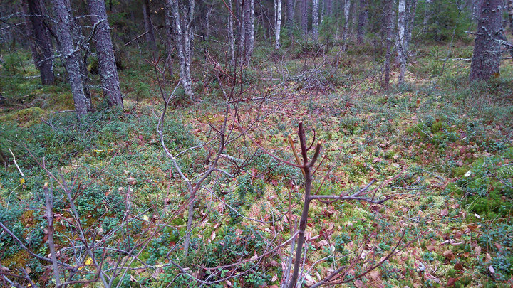 DSC_4141.jpg
