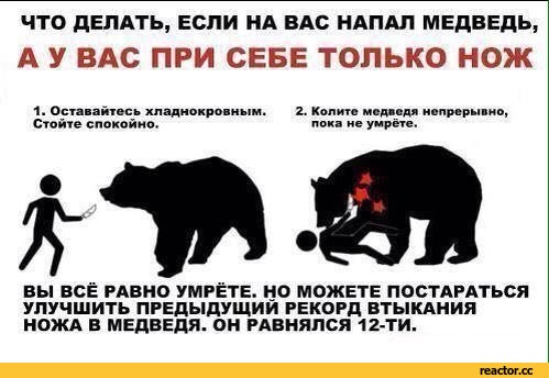 медведь-полезные-советы-3298388.jpeg
