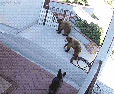 2.gif