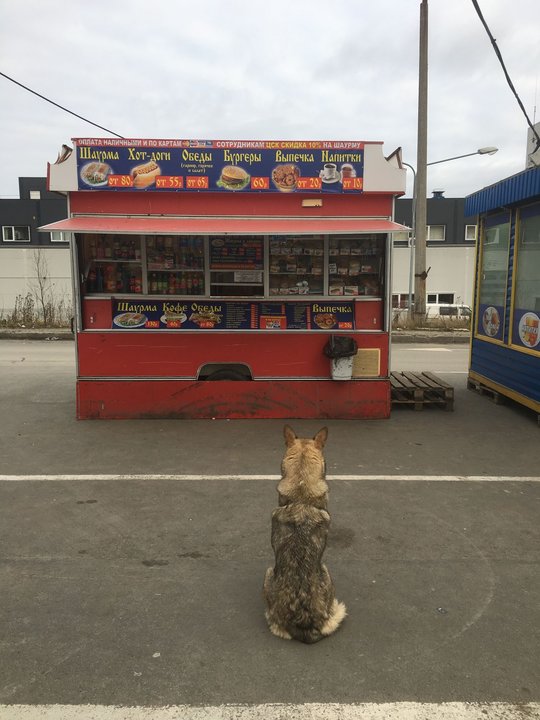 Мечтатель