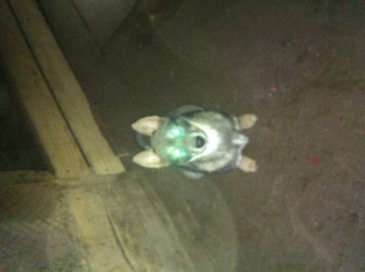 image.jpeg