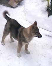 IMG0011A.jpg