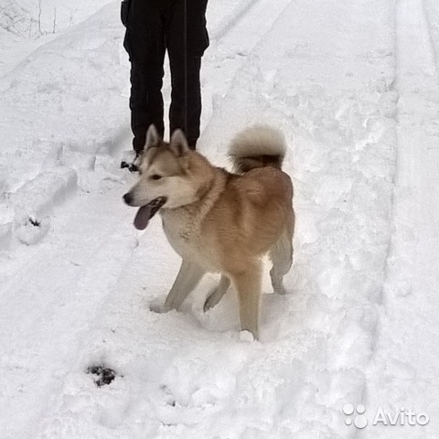 валдай.jpg