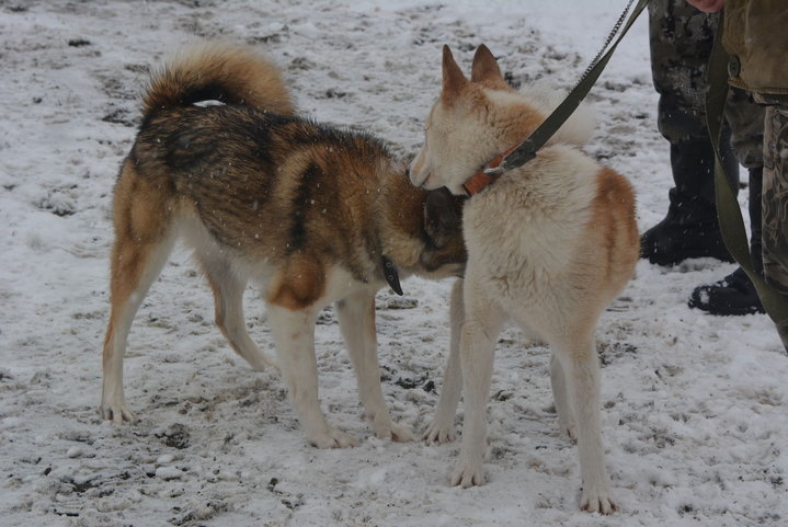 DSC_0129.JPG