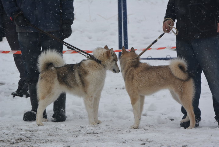 DSC_0135.JPG