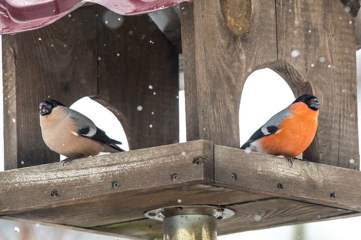 M25A2744.jpg (680.75 КБ) 5453 просмотра M25A2744.jpg