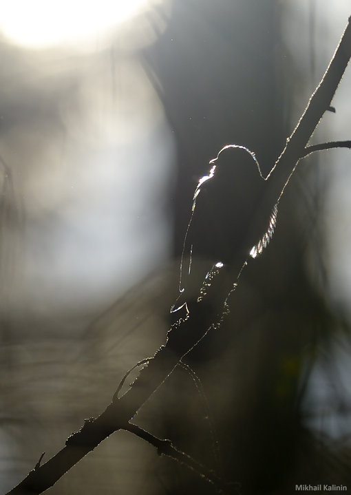DSC_2248.jpg