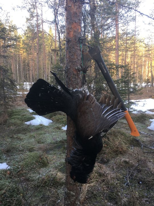 Глухарь.jpg