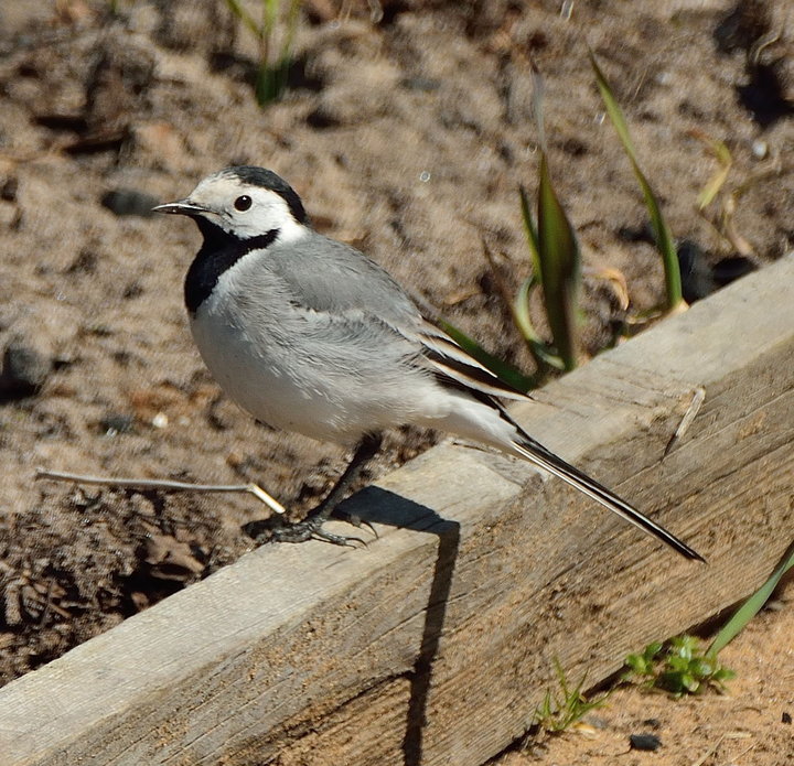 DSC_4027.JPG