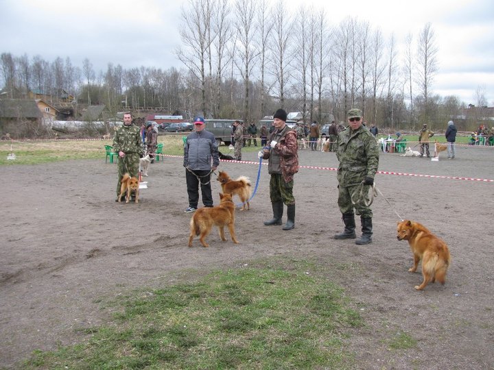 КФЛ мл коб 2.jpg