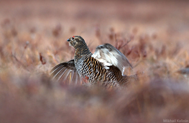DSC_2370.jpg