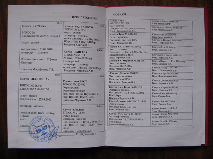 Родословная Умы.jpg