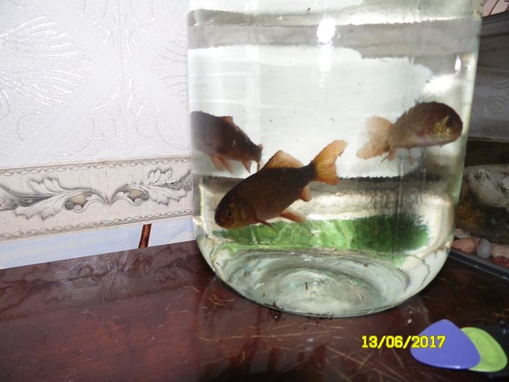 Карасики.JPG