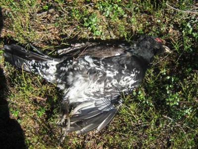 death_tetrao.jpg