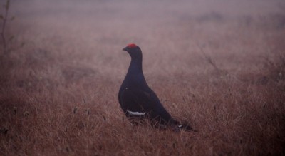 IMG_4913.JPG