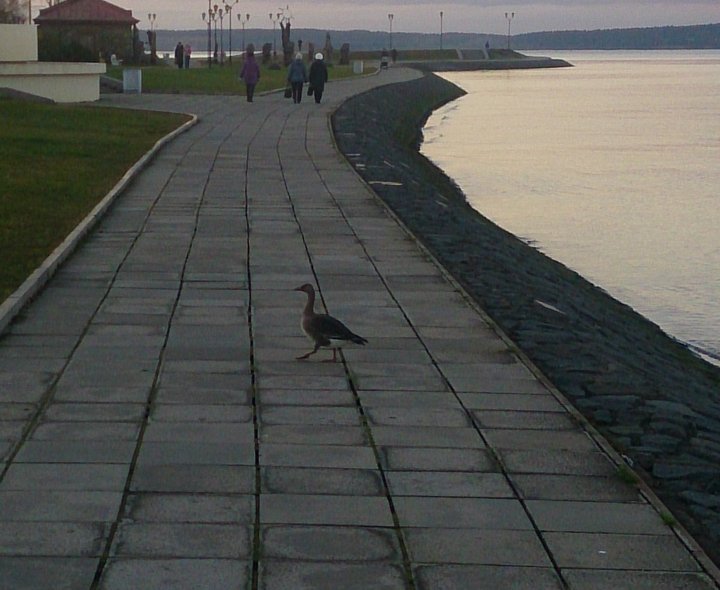 гуменник3.jpg