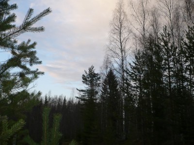 m_P1030220.jpg