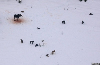 wolves-vs-moose-06.jpg
