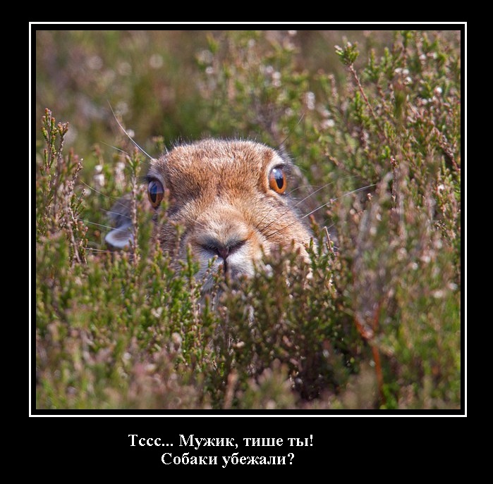 Заяца.jpg