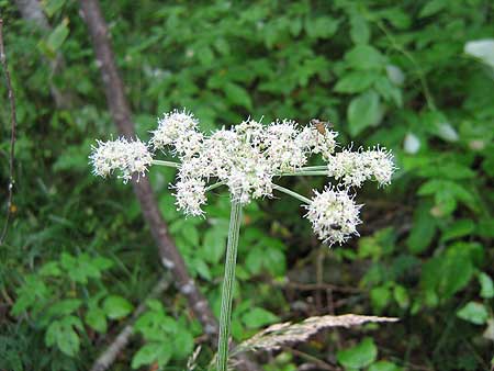 IMG_1716.jpg