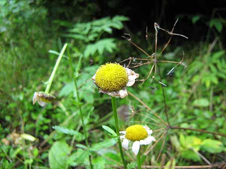 IMG_1720.jpg