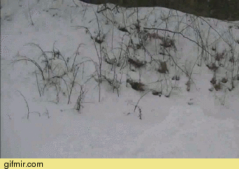 Охотник.jpg.gif