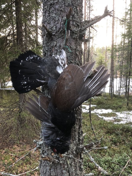 Открытие 2018.jpg (795.58 КБ) 8541 просмотр Открытие 2018