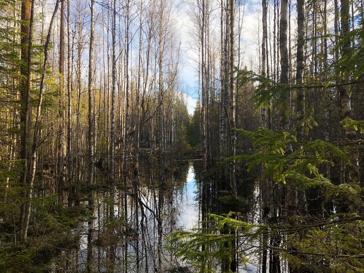 Разлившийся ручей.jpg (595.41 КБ) 8541 просмотр Разлившийся ручей по дороге к току