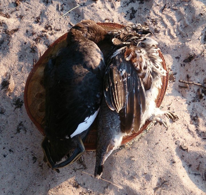 DSC_0004.JPG