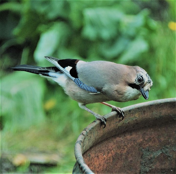 DSC_0451.jpg